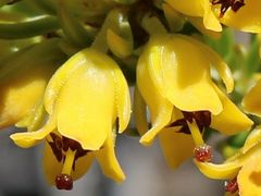 Erica parilis parilis