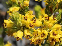 Erica parilis parilis