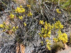 Erica parilis parilis