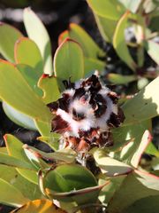 Leucadendron crassulifolium