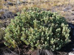 Leucadendron crassulifolium