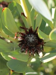 Leucadendron crassulifolium