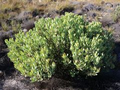 Leucadendron crassulifolium
