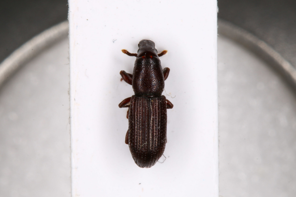 Rhyncolus ater
