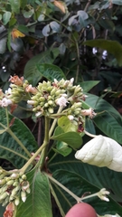 Condamineeae