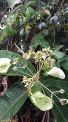 Condamineeae