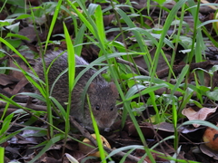 Allen's Cotton Rat photo 2