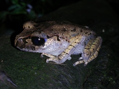 Leptobrachium hasseltii