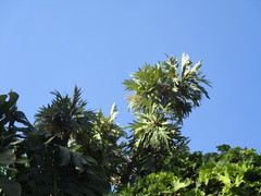 Bocconia arborea