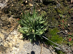 Dudleya alainae