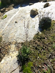Dudleya alainae