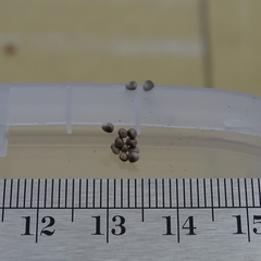 Ormiscodes cinnamomea