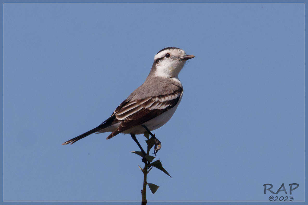 Black-crowned Monjita illustration