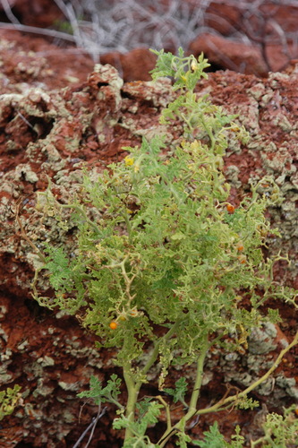 Solanum galapagense · iNaturalist