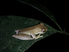 Rhacophorus margaritifer