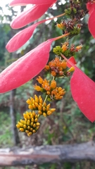 Warszewiczia coccinea