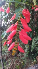 Warszewiczia coccinea