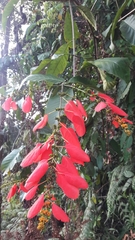 Warszewiczia coccinea