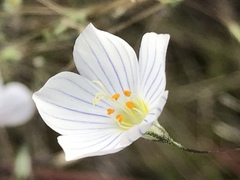 Leptosiphon liniflorus