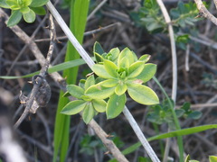 Rubia tenuifolia