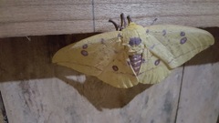 Eacles imperialis cacicus