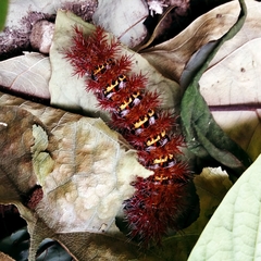 Ormiscodes cinnamomea