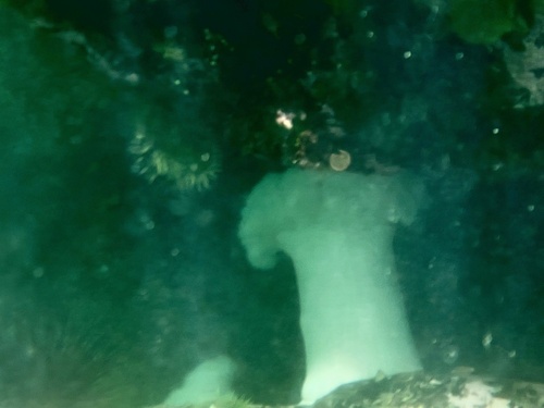 Giant plumose anemone with a broad crown of fine tentacles underwater near Greene Point.