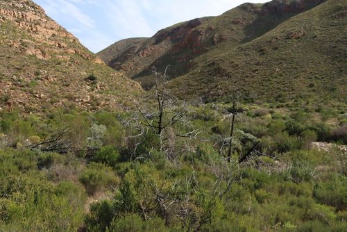 Image of Widdringtonia schwarzii by (c) Tony Rebelo, some rights reserved (CC BY-SA)