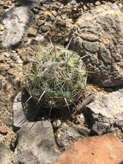 Coryphantha pallida