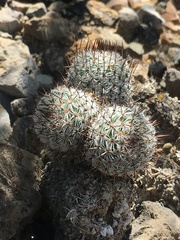 Mammillaria haageana meissneri