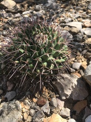 Mammillaria carnea