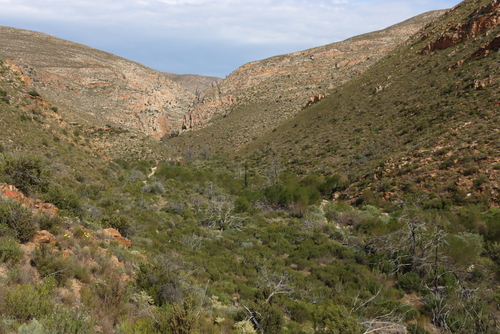 Image of Widdringtonia schwarzii by (c) Tony Rebelo, some rights reserved (CC BY-SA)