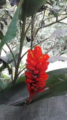 Musa coccinea
