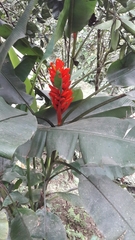 Musa coccinea