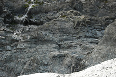 Ranunculus godleyanus