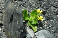 Ranunculus godleyanus