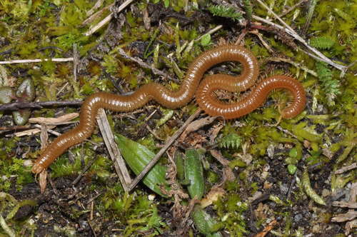 Representative image of Himantarium gabrielis