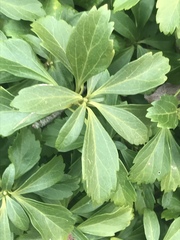 Pachysandra