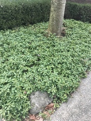 Pachysandra