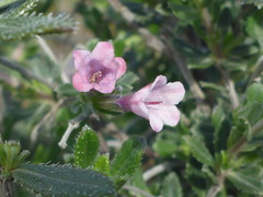 Lithodora hispidula versicolor