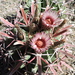 Ferocactus recurvus - Photo (c) Kerry Steedley, some rights reserved (CC BY-NC), uploaded by Kerry Steedley