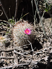 Mammillaria haageana meissneri