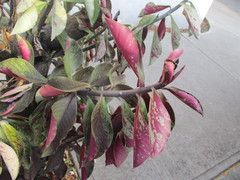 Monadenium