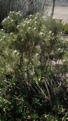 Leucadendron galpinii