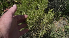 Leucadendron galpinii