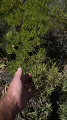 Leucadendron galpinii