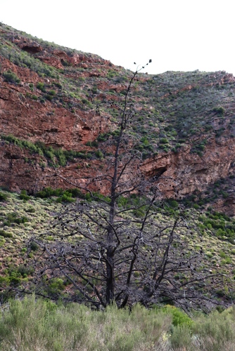 Widdringtonia schwarzii, photograph 5