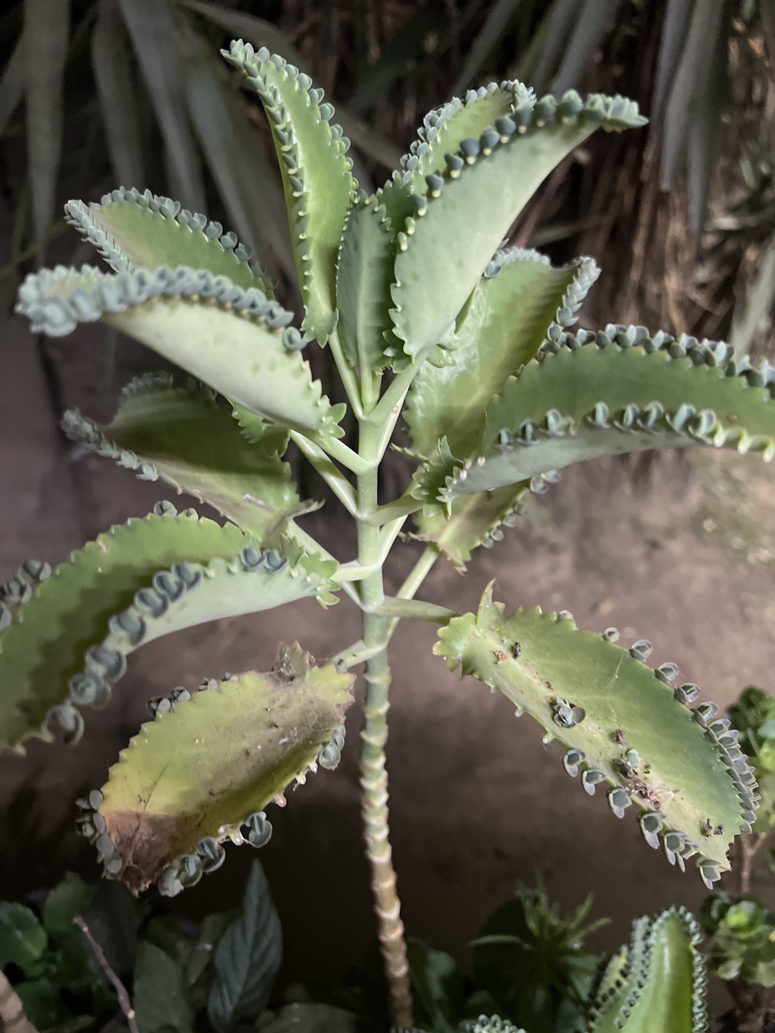 Kalanchoe laetivirens