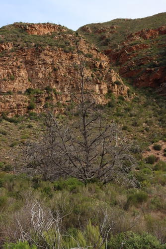Image of Widdringtonia schwarzii by (c) Tony Rebelo, some rights reserved (CC BY-SA)
