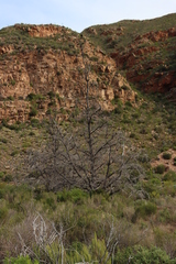 Widdringtonia schwarzii, photograph (c) Tony Rebelo, some rights reserved (CC BY-SA)
